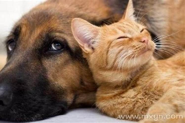 孕妇梦见猫和狗是什么意思 孕妇做梦梦到猫和狗好不好