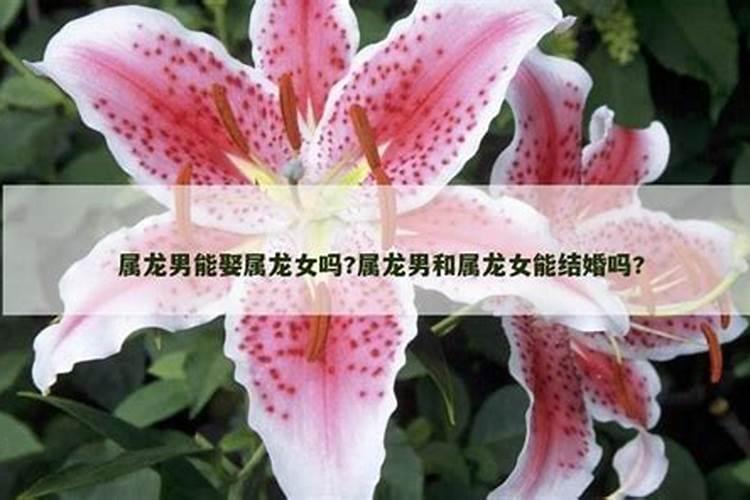 龙和龙的婚配属相好吗 生肖龙和龙婚配好不好