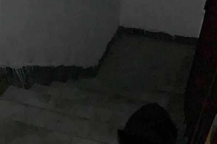 家有猫在家门口不走好吗？