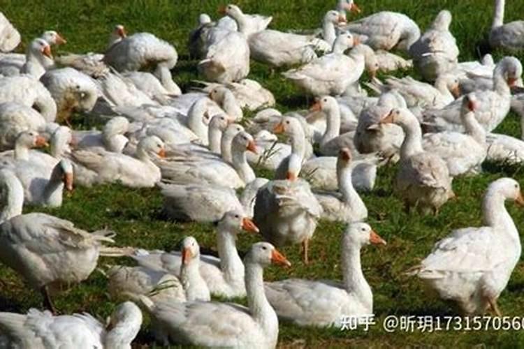 “立春”喝春酒吃春饼打春牛