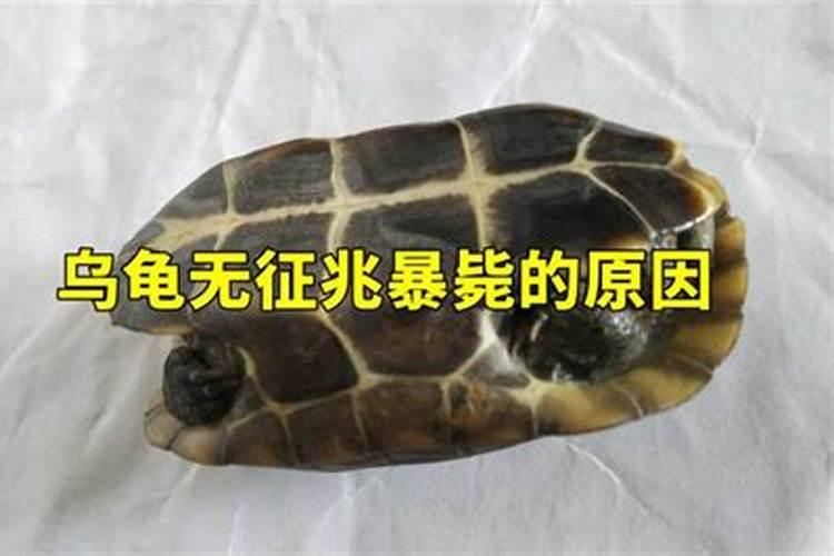 养的乌龟死了会倒霉吗,养的乌龟死了怎么化解