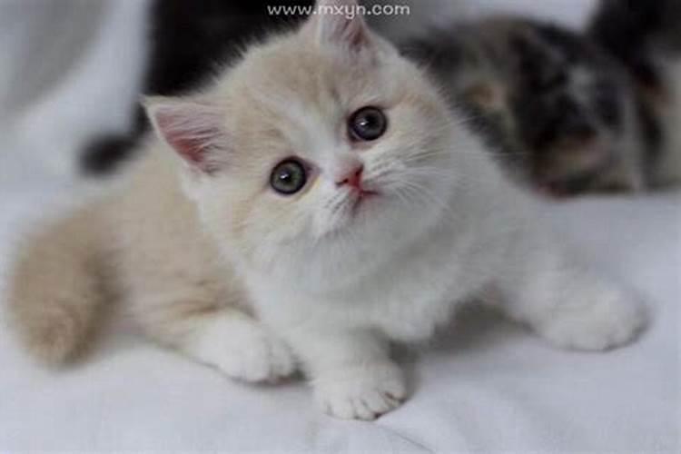 梦到猫咬手不松口什么意思
