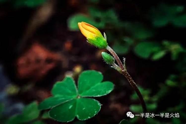 1988年阴历3月15的生日 希望大师给我算算
