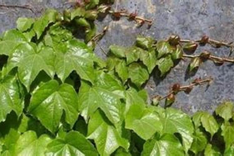 梦见爬山虎是什么意思？