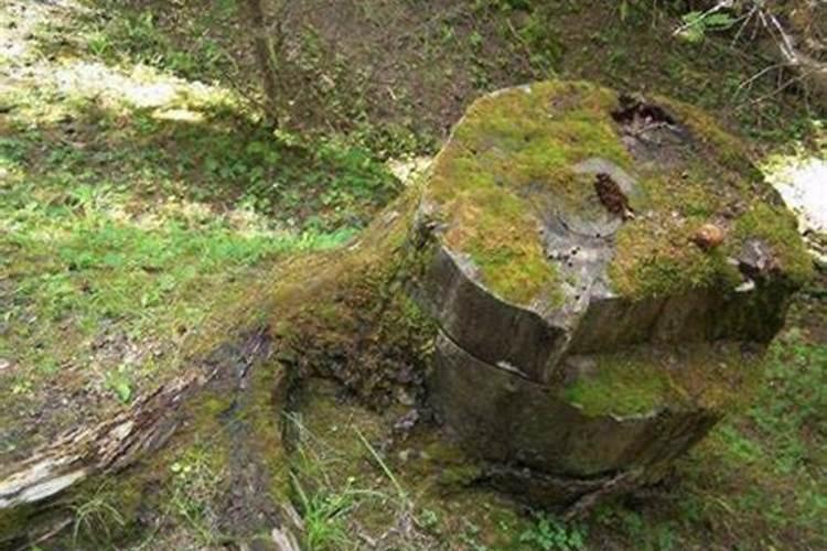 梦见了自己一身屎的预兆