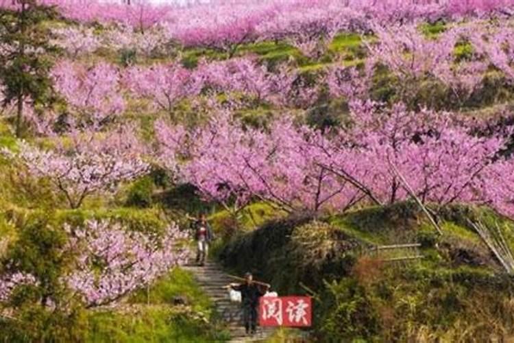老公犯桃花怎么办