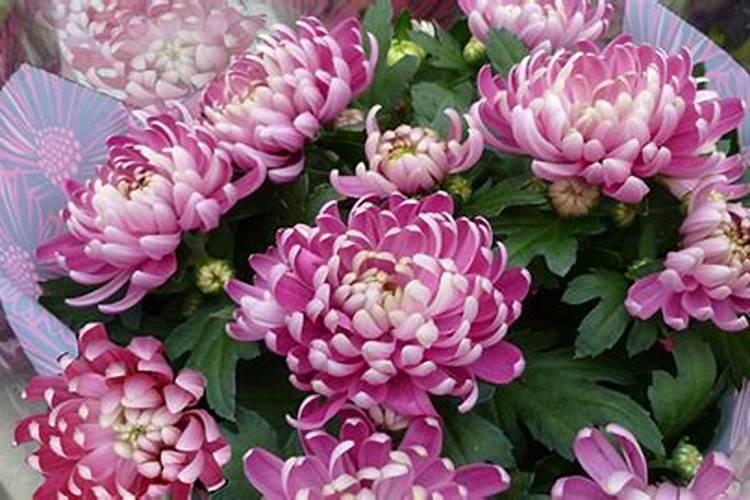 重阳节开什么花 菊花与重阳节关系
