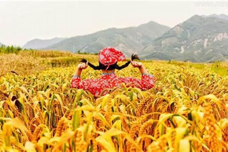 梦见收割谷子是什么意思