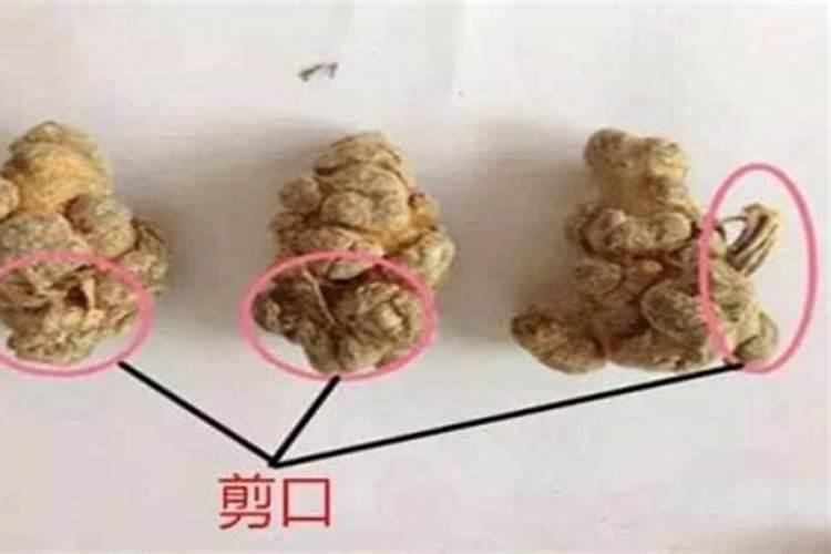 三七大吉昌是什么意思？