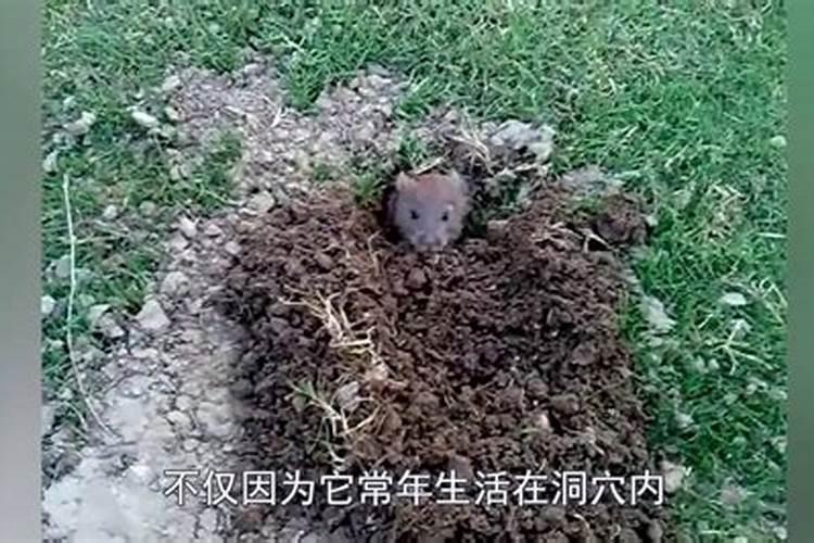 清明祭祖时,为什么要给坟“添土”？