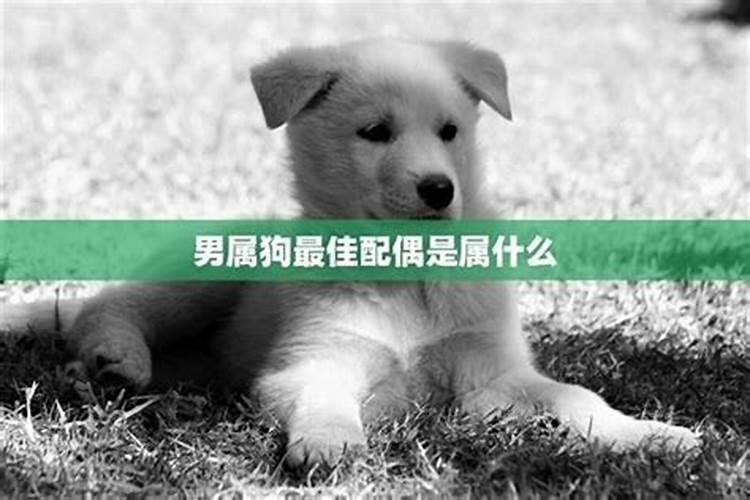 最佳夫妻属相婚配表