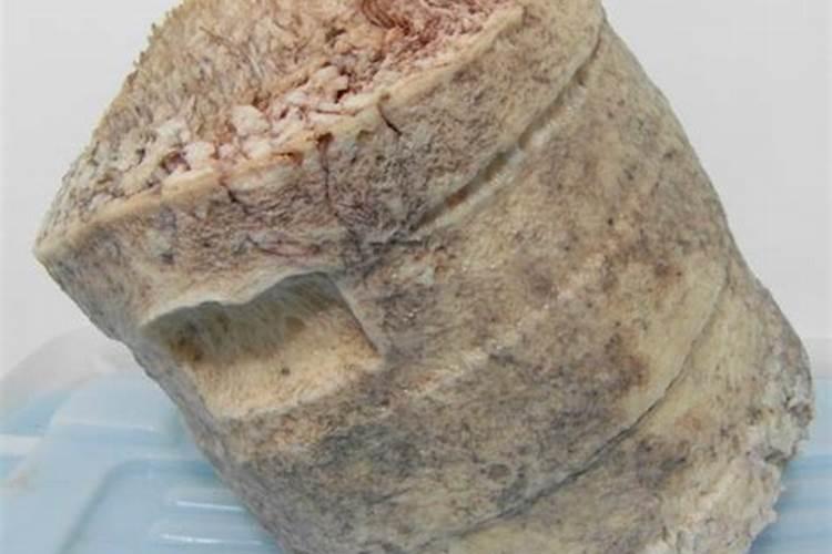 济南工地惊现“太岁”,这真的是可遇不可求的“肉灵芝”吗？