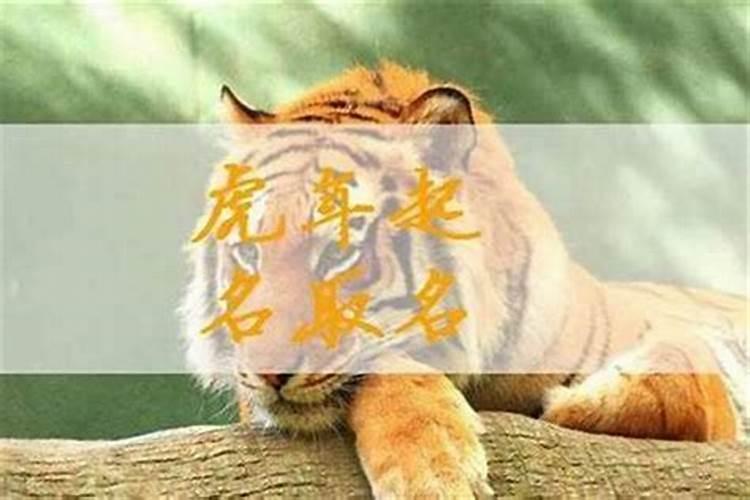 属虎的几月出生最好