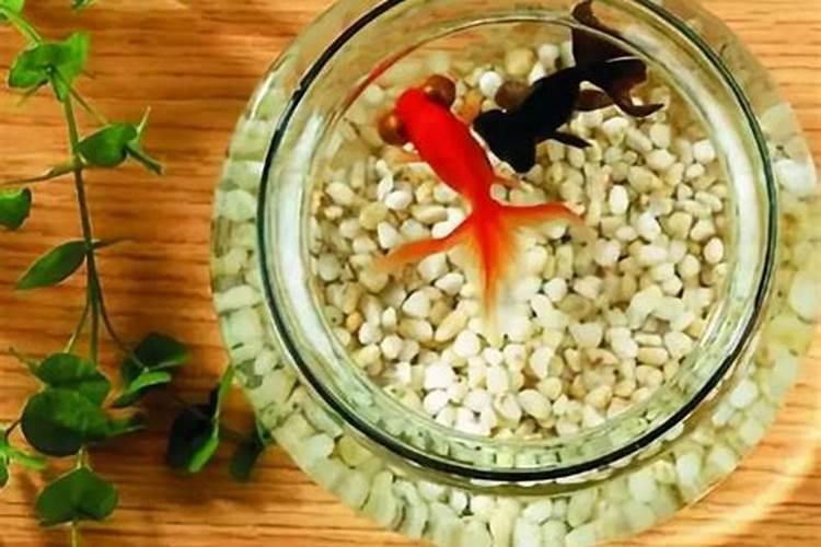 养鱼的风水讲究 有什么注意事项