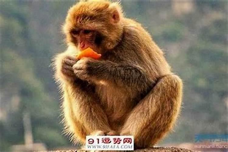 蛇年属猴的犯太岁么