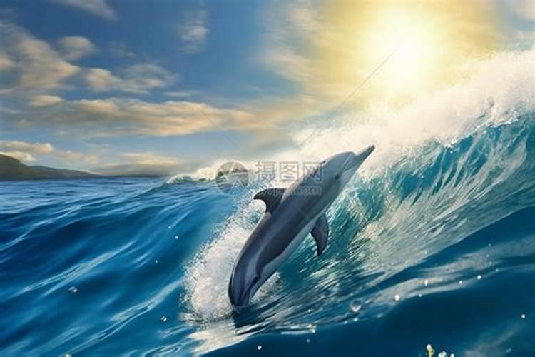 梦见大海和海豚