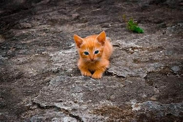 梦见红猫这是好还是坏？