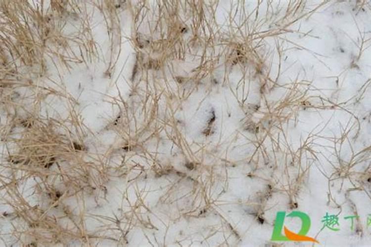 梦见下雪了是什么预兆周公解梦