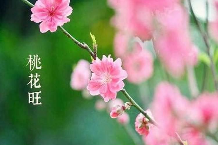 哪些八字桃花最旺？