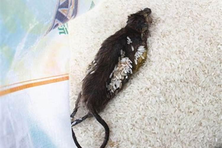 梦见死老鼠什么预兆