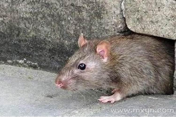 周公解梦梦见死老鼠是什么意思 梦见死老鼠是什么预兆