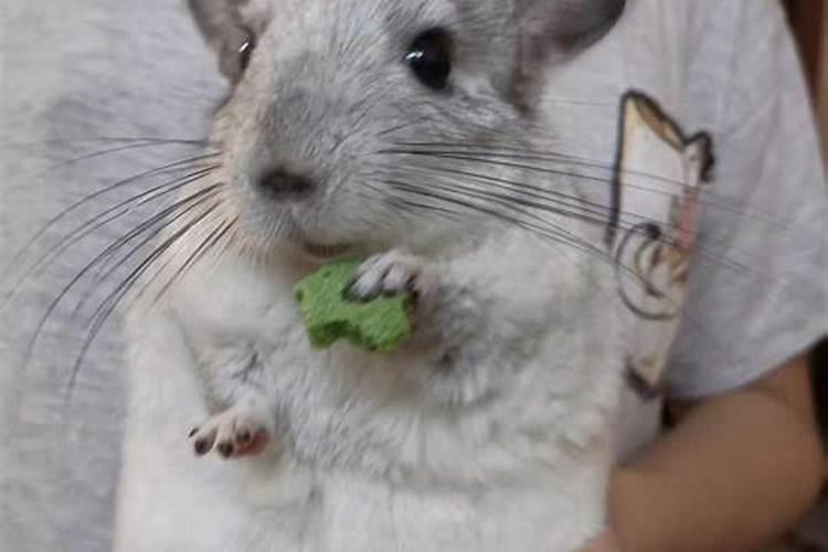 养龙猫风水禁忌