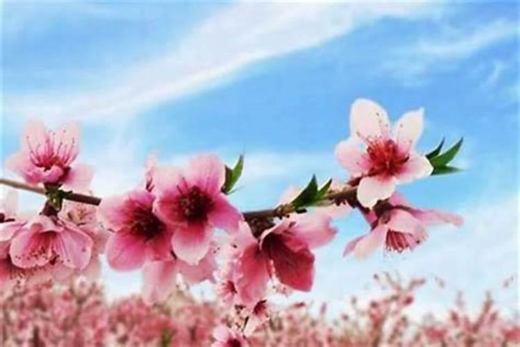 招桃花运的方法大全