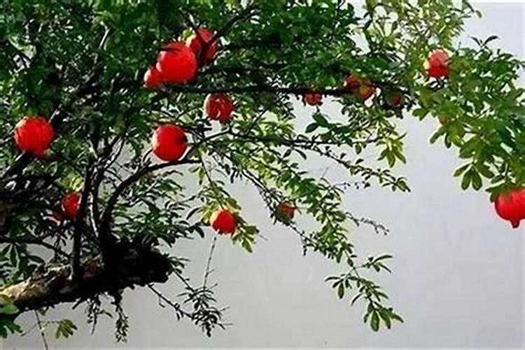 属猴的人和属虎的人能结婚吗？