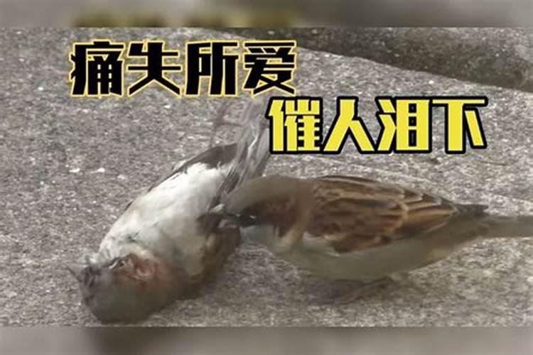 梦见打鸟是什么意思？