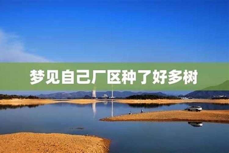 梦见山上种多树的预兆