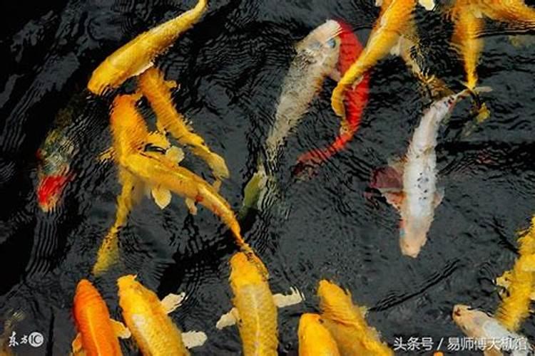 做梦梦到鱼是什么意思周公解梦梦到鱼的意思是什么