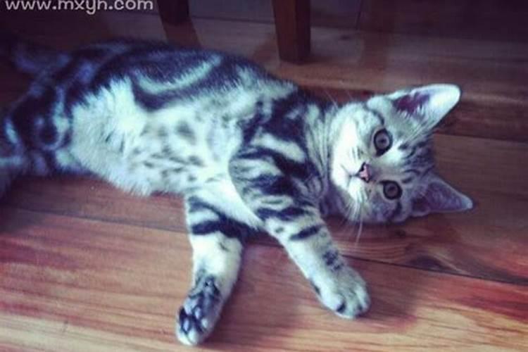 梦到猫死了 梦到猫死了什么预兆