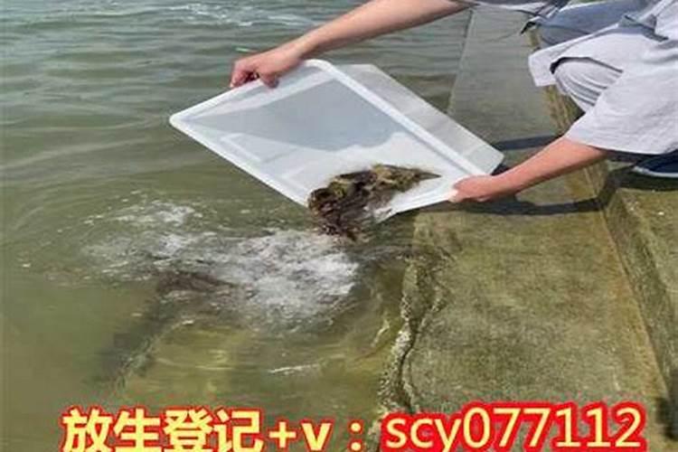 今年7月15日可以放生吗？