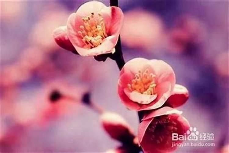 桃花运是什么意思