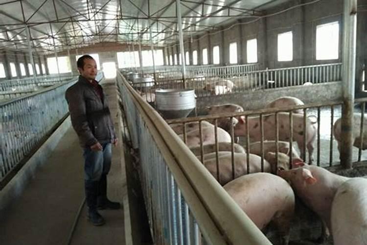 农村房子的大门朝向前方被别人家修的养猪场房子挡住了有影响吗？