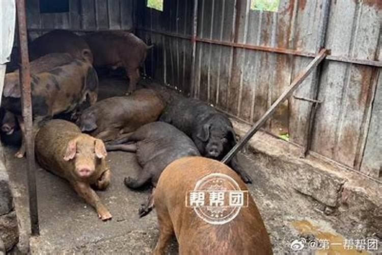 梦见家里有一个养猪场
