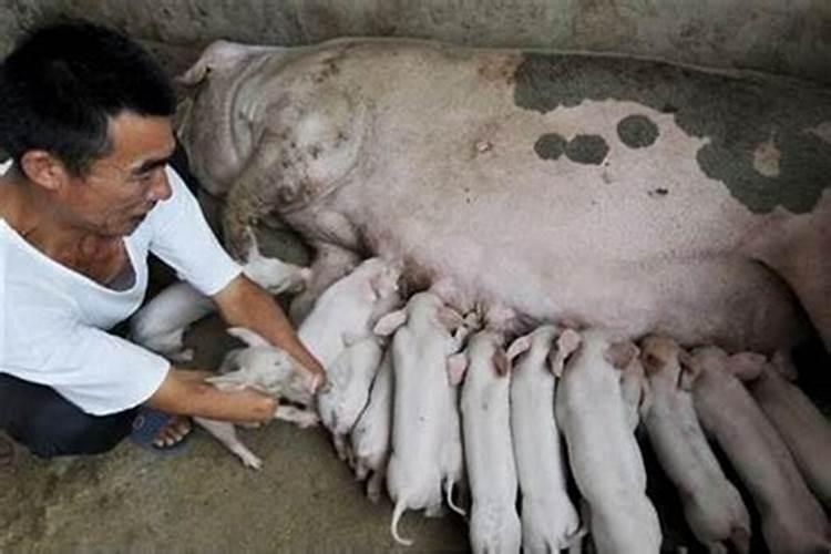 梦见赶猪是什么意思 梦见赶猪代表什么意思