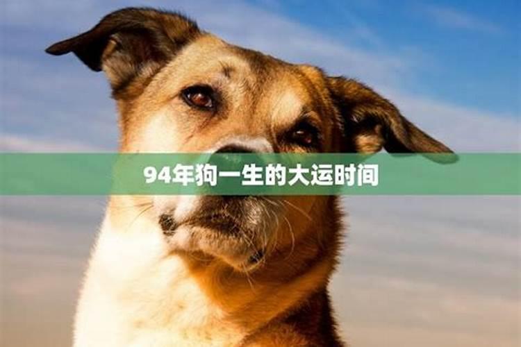 94属狗终身的大劫年 运势及运程？