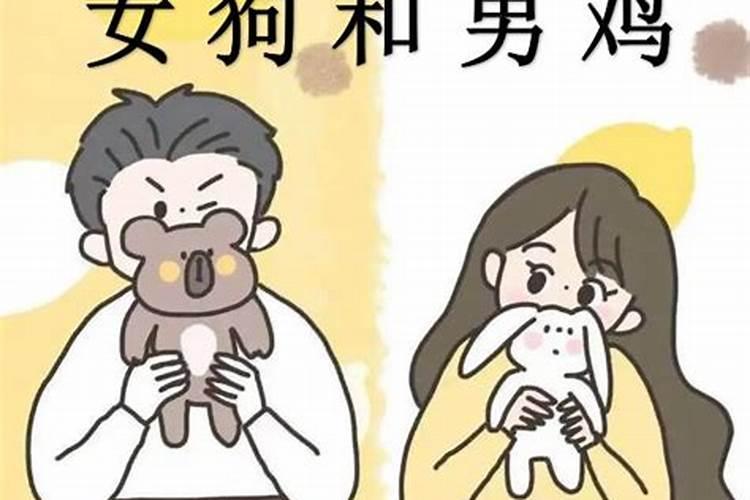 男鸡女狗的婚姻和财运如何