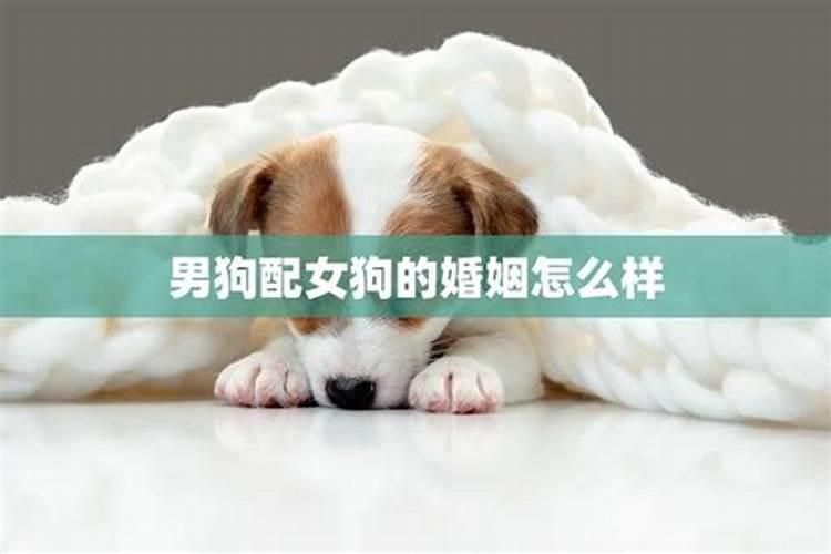 属狗的女人嫁给属鸡的怎么样 属狗女找属鸡男合适吗