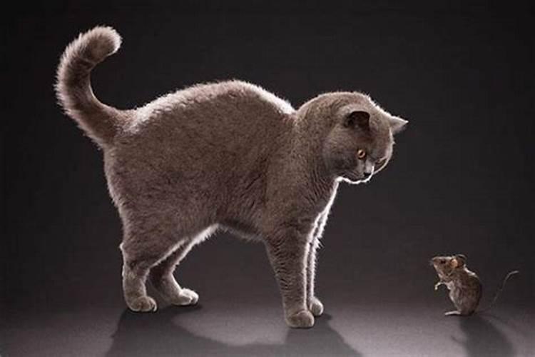 周公解梦查询:梦见猫抓老鼠是什么预兆
