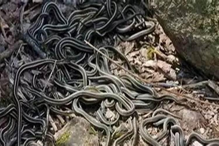 老公梦见自己被蛇咬是什么意思？