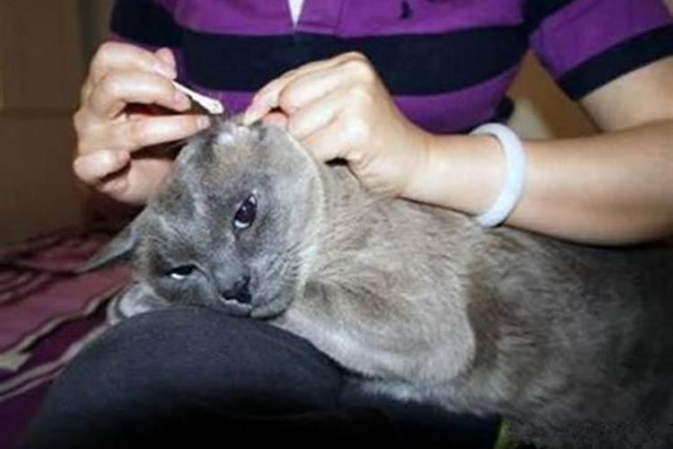 梦见自己的猫被人虐待