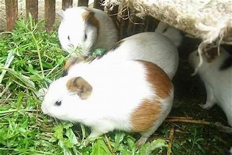 生肖配对属鼠和属虎适合做夫妻吗