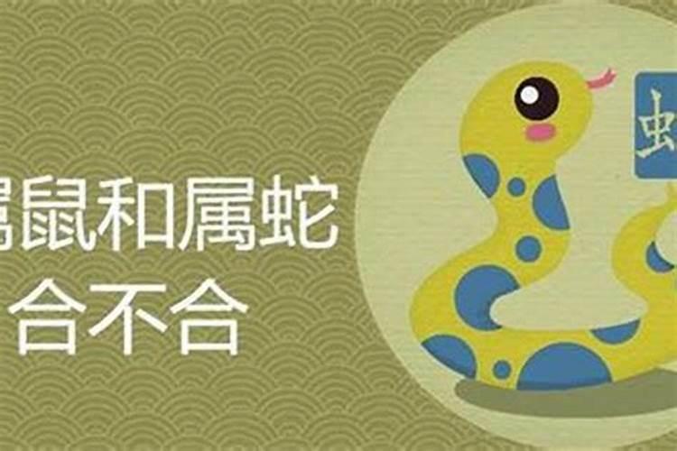 属鼠的与属龙的八字硬吗 结婚怎么样？