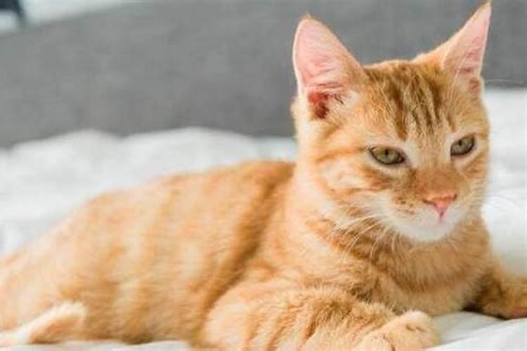 属猪人和属猪人在一起日子过好吗