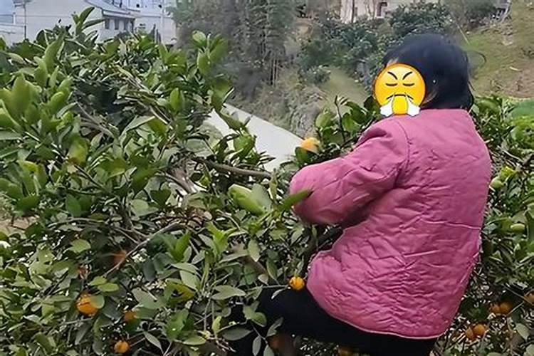 别人让二十岁的青年爬树偷摘别人家的果从树上摔成重伤要担责吗？百 ...