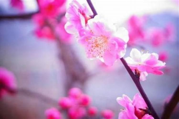 被斩桃花人有什么后果