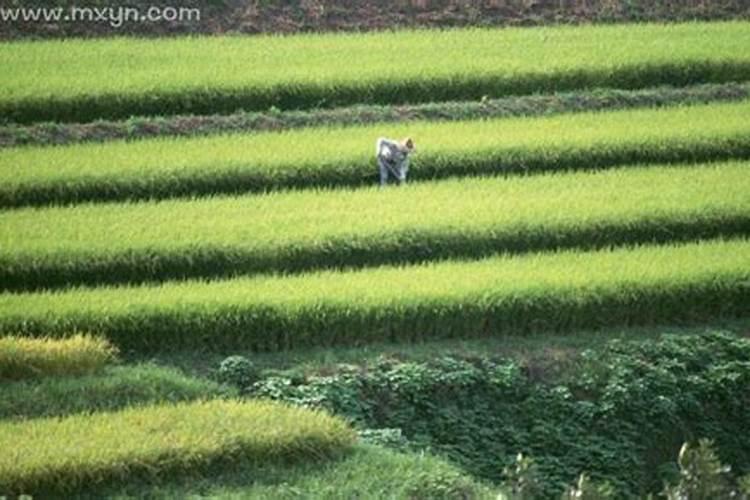梦见耕种种田是什么意思？做梦梦见耕种种田好不好