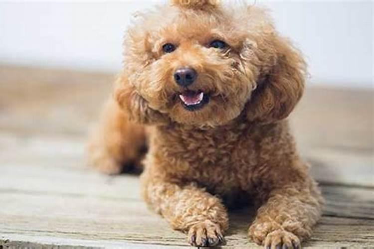 孕妇梦见狗咬自己的手有什么预兆？是什么意思？
